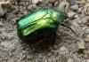 Cetonia aurata
